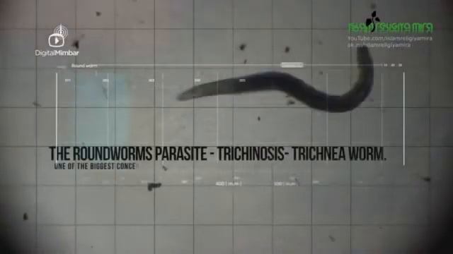 Почему мусульмане не едят свинину смотреть онлайн