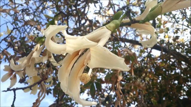 #Бугенвиллея,#стрелиция королевская,#плюмерия,#сейба замечательная,#лантана,#лох.#Ашдод.#Израиль. смотреть онлайн