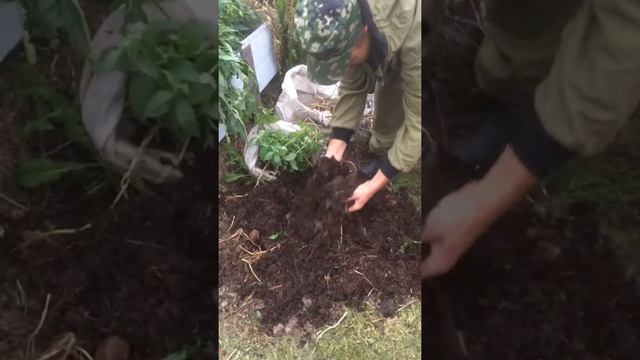 Результат выращивания картошки в мешках.часть1. смотреть онлайн