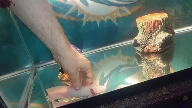 My Albino Axolotl смотреть онлайн