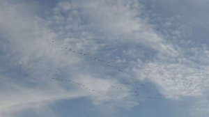 Летят перелётные птицы. В форме стрелочки и самолёта. Азовское море. Степановка Первая.