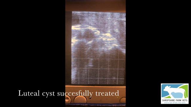 Dairy Cow fertility Visit | Shropshire Farm Vets смотреть онлайн