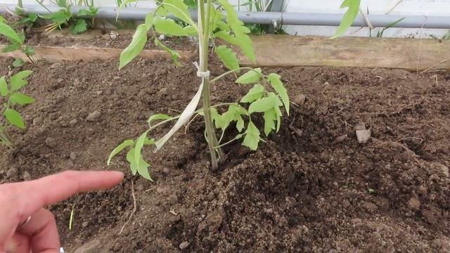 Почему НЕЛЬЗЯ удалять НИЖНИЕ ЛИСТЬЯ у ТОМАТОВ, посадка,что кладу в лунку,все наглядно смотреть онлайн