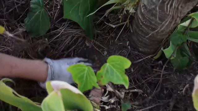 Ask Nell: How To Remove Succulent Pups смотреть онлайн