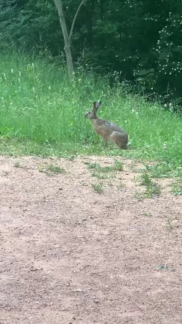 А вы зайчика видели в Кисловодском парке
