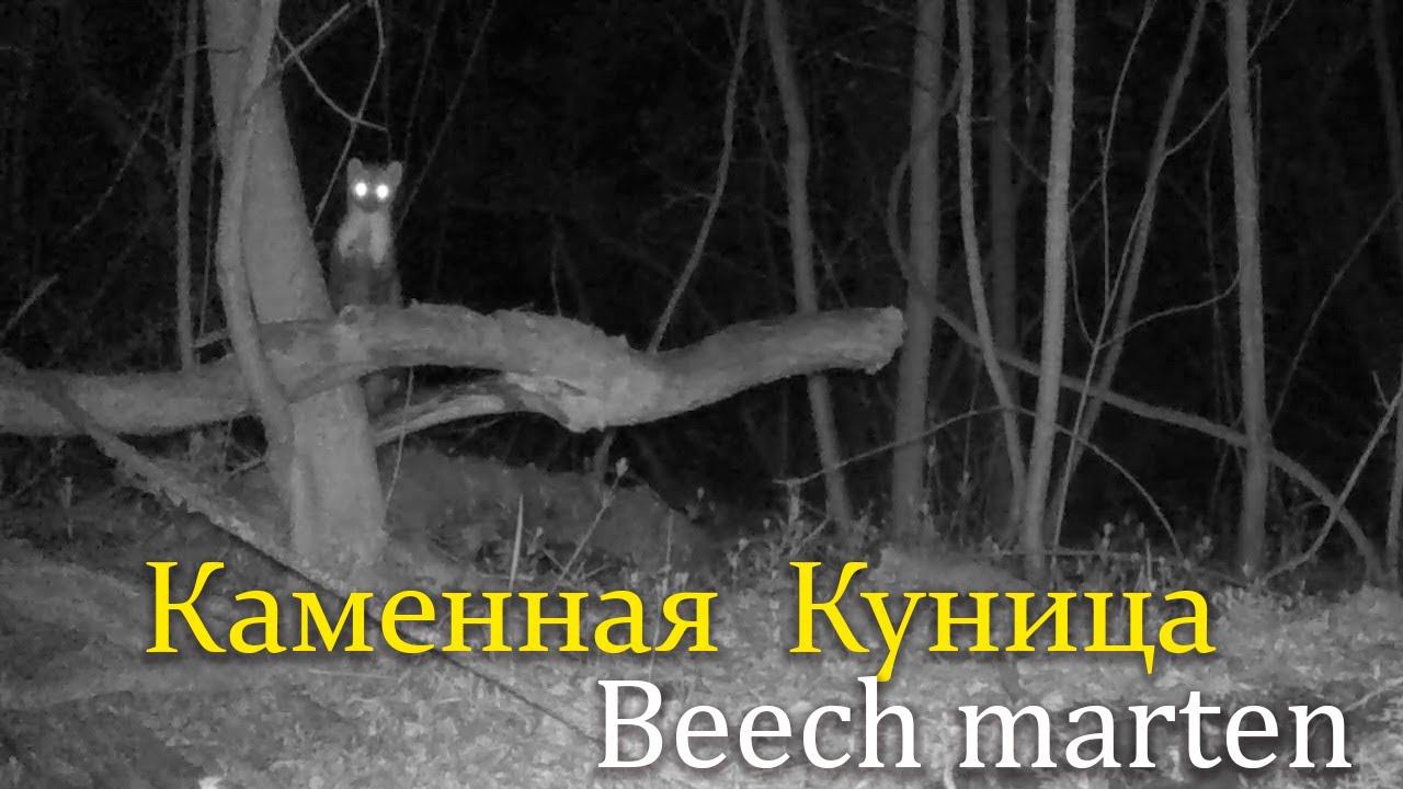 Каменная куница в лесу / Beech Marten