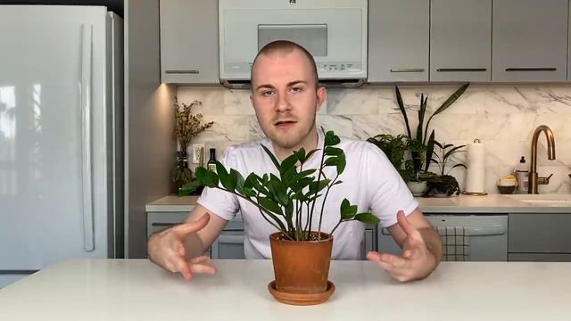How To Care For Zamioculcas zamiifolia (ZZ Plant) | Plant Of The Week Ep. 22 смотреть онлайн
