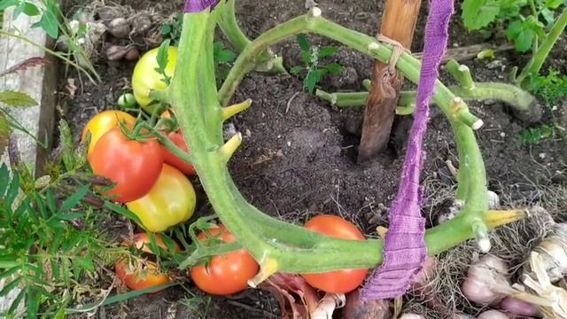 Обзор томатов сорта "Щедрая сливка Тарасенко" и сорта "Этюд". смотреть онлайн