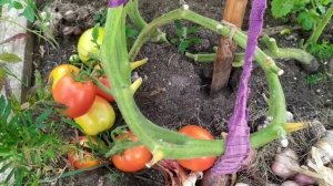 Обзор томатов сорта "Щедрая сливка Тарасенко" и сорта "Этюд".