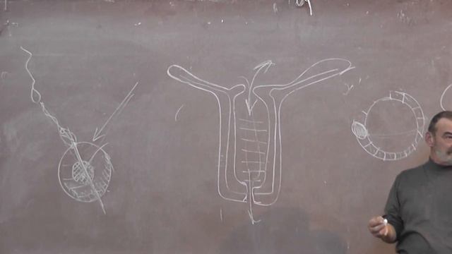 13 Эмбриональное развитие смотреть онлайн