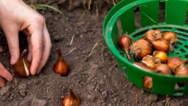 LOLA GULINING EKILISH USULLARI VA VAQTI смотреть онлайн