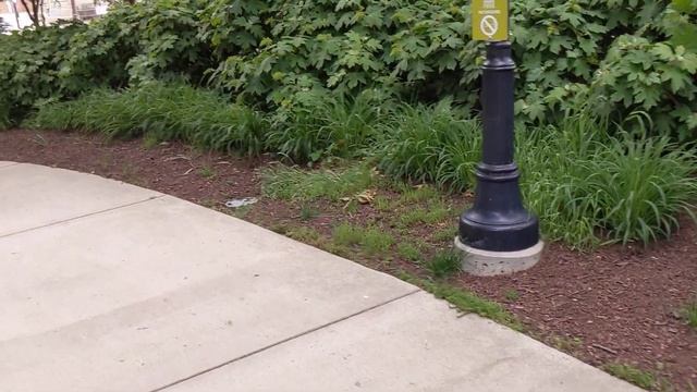 Разведка центра города Цинциннати Washington Park ? смотреть онлайн