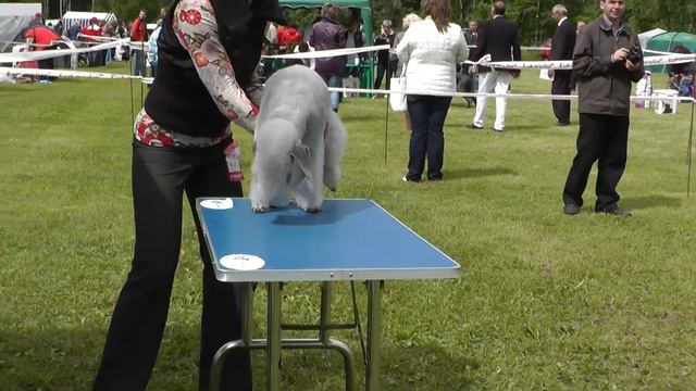 Specialty Bedlington Show. Moscow. 03.06.2012. Champions NKP Class/Males смотреть онлайн