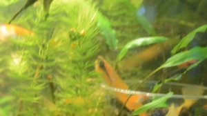 кормление анциструсов морковкой с крапивой.