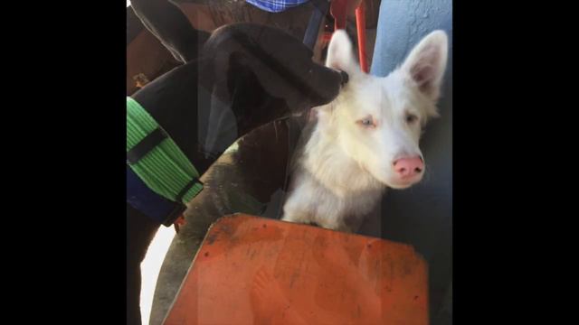 Olive the Greyhound Goes to her Favourite Cafe смотреть онлайн
