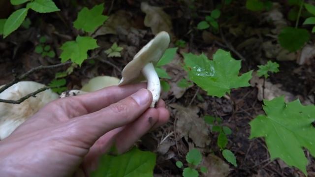 Двойник Рядовки майской - Меланолеука прямоногая (Melanoleuca strictipes) смотреть онлайн