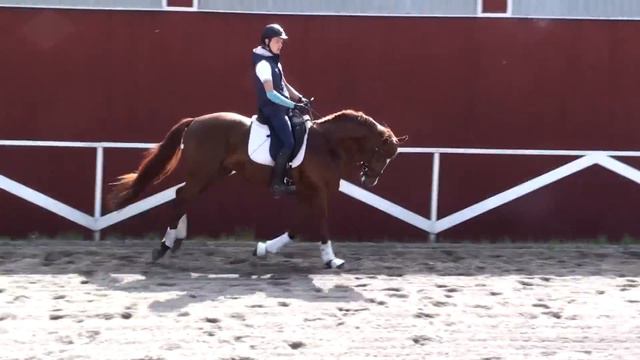 3 yrs FLORIS CRUSADOR /Floriscount-Lauries Crusador xx) Hann stallion смотреть онлайн