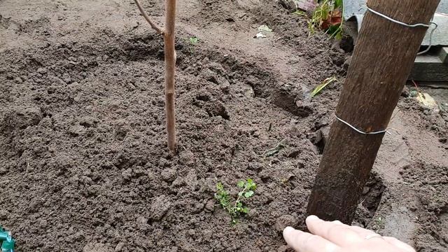 Осенняя посадка Хурмы. Хурма РОССИЯНКА. Укрытие хурмы в зиму.