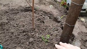 Осенняя посадка Хурмы. Хурма РОССИЯНКА. Укрытие хурмы в зиму.