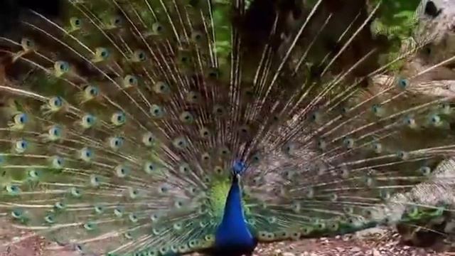 мы родились в сибири//сколько заработали блогеры в марте?//обзор канала