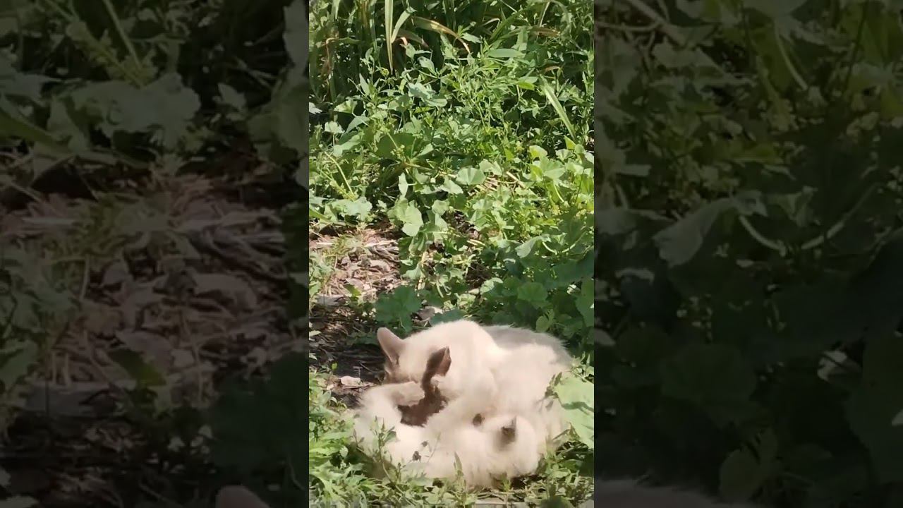 котята #питомцы #котята смотреть онлайн