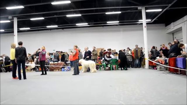 Южнорусская овчарка ТОМИЛА на выставке "Возрождение Бис" 28.02.2016 смотреть онлайн
