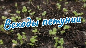 Всходы петунии. Какие у петунии всходы. Как долго всходит петуния. Что дальше?