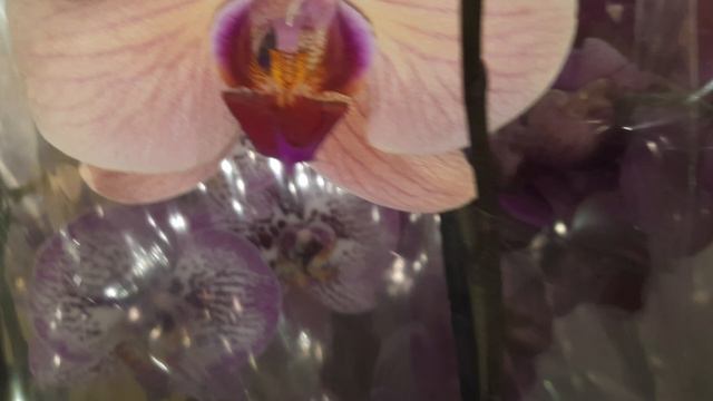 ОБЗОР ОРХИДЕЙ В ЛЕРУА//26.07.24// смотреть онлайн