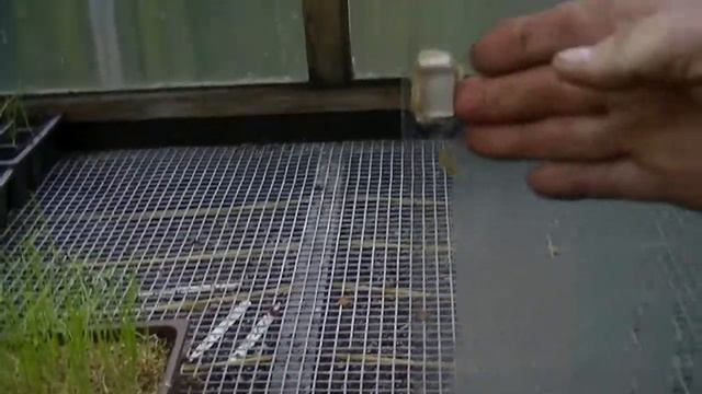 (6) Planting Out Shallots And Sowing First Lot Of Seeds Of The Year . 21/02/2016