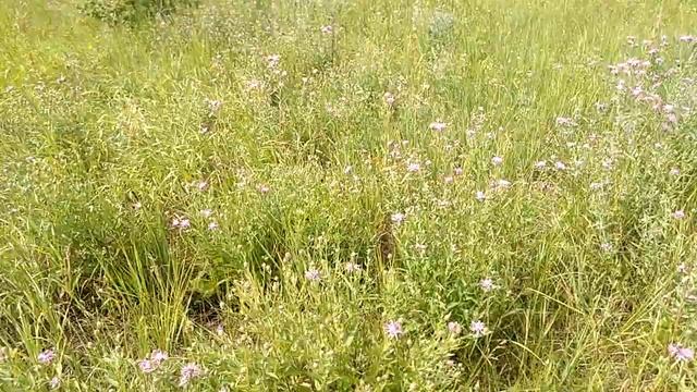 В Подмосковье пошел взяток с осота смотреть онлайн