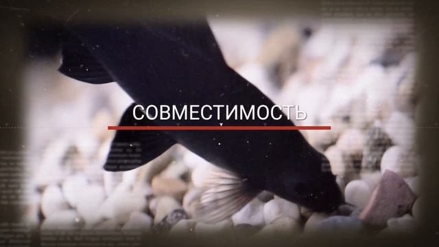 ЛАБЕО . СОДЕРЖАНИЕ В АКВАРИУМЕ. смотреть онлайн