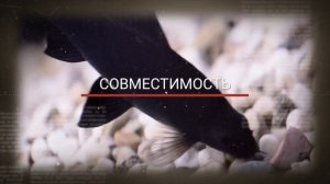 ЛАБЕО . СОДЕРЖАНИЕ В АКВАРИУМЕ.