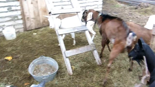 Сезон охоты у коз. Страшный зверь козел. смотреть онлайн