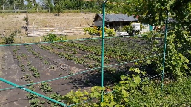 СТРАУСИНАЯ ФЕРМА//Где разводят страусов//Страусы на ферме смотреть онлайн