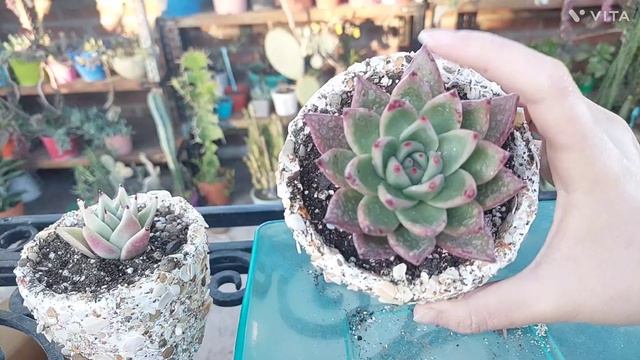 Trasplante de echeverias agavoides #argentina #suculentas #agavoides смотреть онлайн