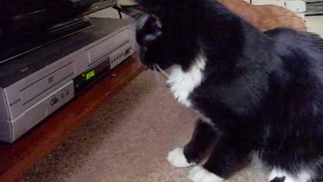 DVD Player Cats смотреть онлайн