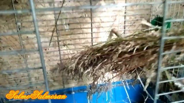 Снегирь начал ухаживать за самкой - Вопросы по разведению певчей птицы дома. смотреть онлайн