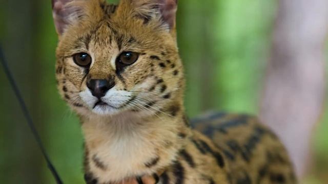 ДОМАШНИЙ СЕРВАЛ! Как ухаживать из сервалом? Большая кошка дома. смотреть онлайн