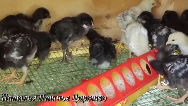 Клубника Цыплята с кривым клювом смотреть онлайн