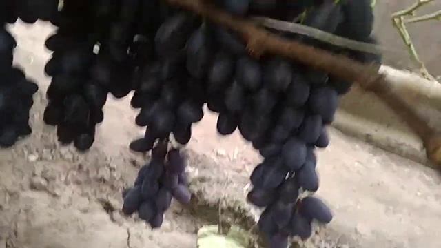 Виноград кишмиш Бравіссімо на 17.08.2021 смотреть онлайн