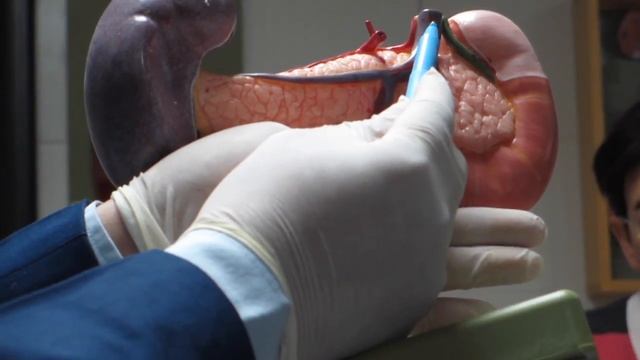 GIT MODULE | PRACTICAL ANATOMY смотреть онлайн