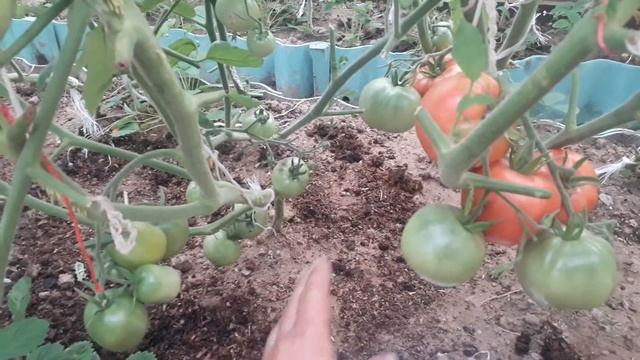 подкормка томатов борной кислотой смотреть онлайн