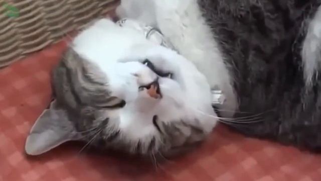 Спящие коты как летучие мыши смотреть онлайн