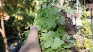 Красавица гортензия Пинки Промис.