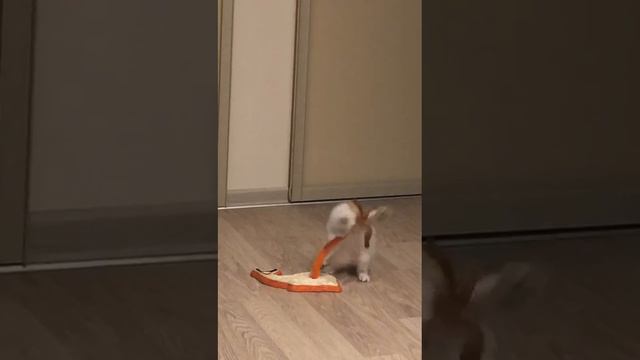 Будни британской шиншиллы с новой игрушкой