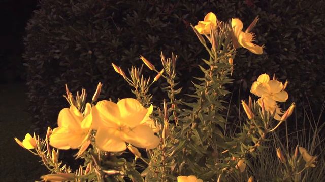 Moonflower ("Evening Primrose") Sunset-Blooming Flower смотреть онлайн