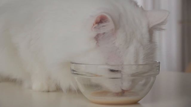 LuLu Will Always Be A Baby | Kittisaurus