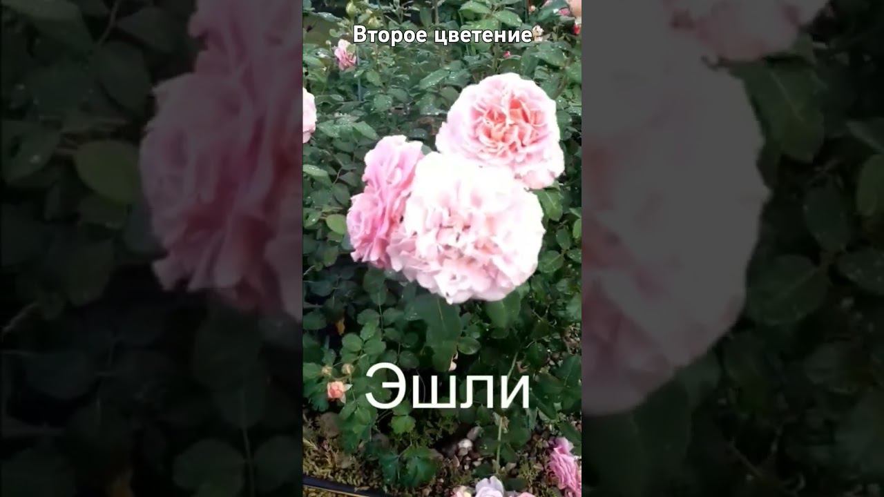 второе цветение смотреть онлайн