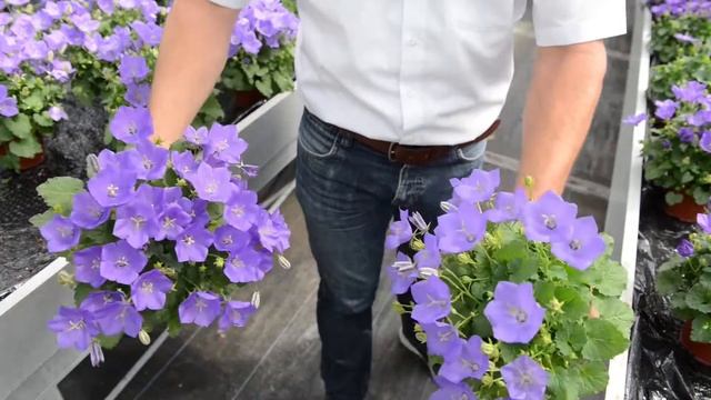 Schoneveld Breeding's preview Campanula carpatica (ENG subs) смотреть онлайн