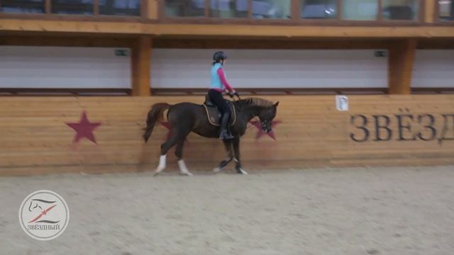Уроки верховой езды в КСК Звездный смотреть онлайн